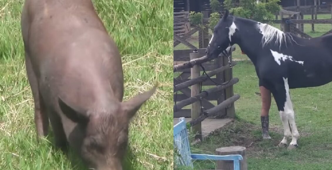 Animais da Fazenda 2022