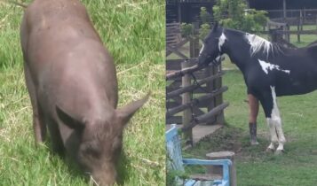 Animais da Fazenda 2022
