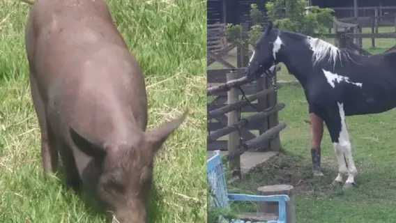 Animais da Fazenda 2022: conheça os bichinhos da temporada