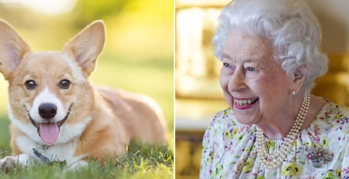 Cachorros da rainha Elizabeth vão ficar com o príncipe Andrew