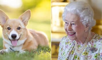 Cachorros da rainha Elizabeth II: os corgis ficarão com quem? Cachorros da rainha Elizabeth vão ficar com o príncipe Andrew