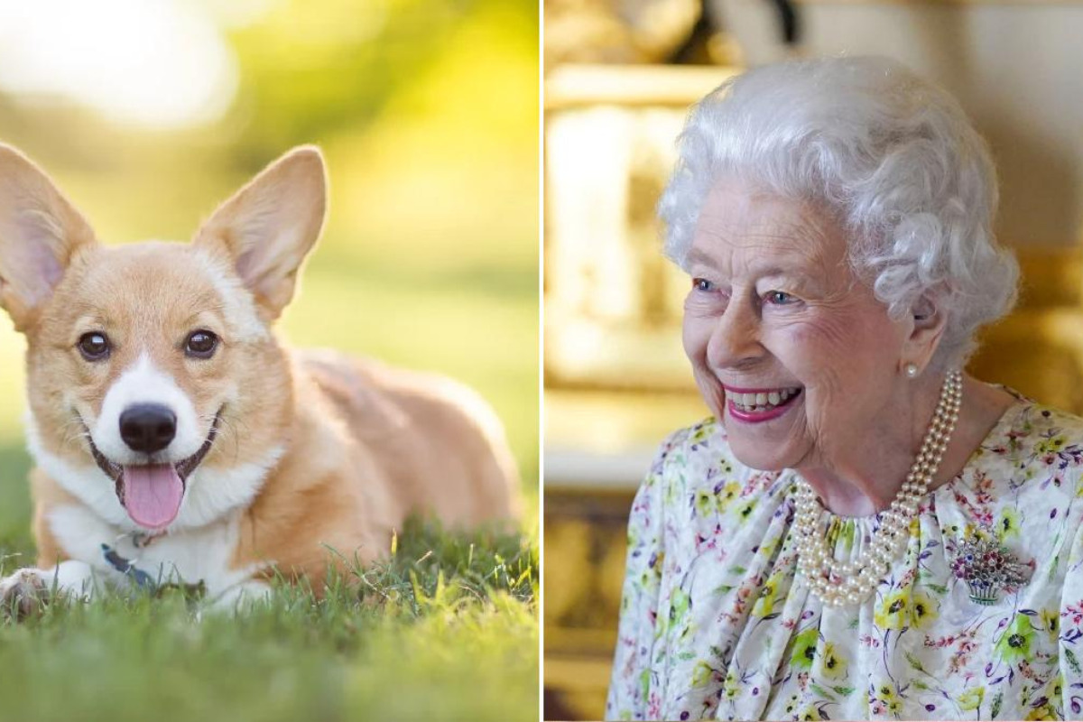 Cachorros da rainha Elizabeth vão ficar com o príncipe Andrew