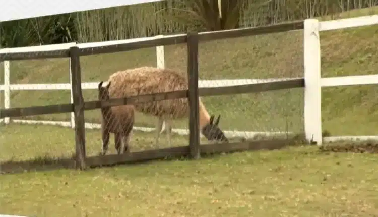 Animais da Fazenda 2022
