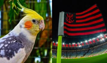 calopsita cantando hino do Flamengo