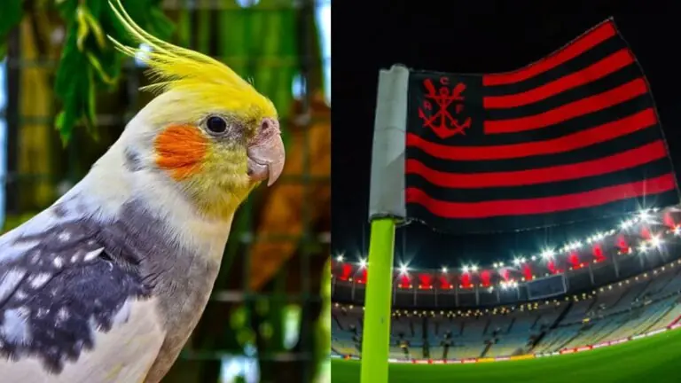 Vídeos de calopsita cantando hino do Flamengo fazem sucesso na web