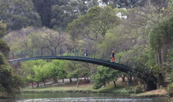 Imagem do Parque Ibirapuera; nela, é possível enxergar duas pessoas caminhando em uma ponte verde que passa por cima de um lago. Ao fundo, estão árvores de vários tamanhos