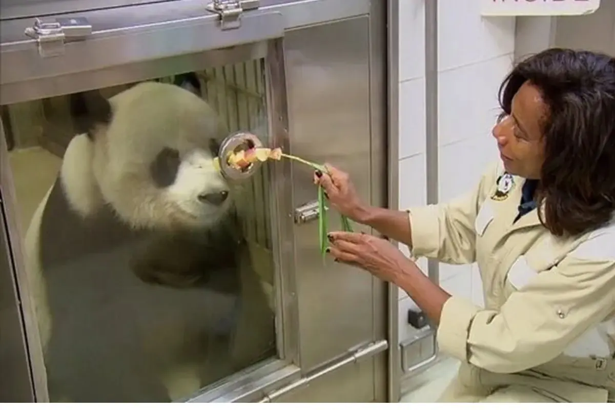 gloria e panda