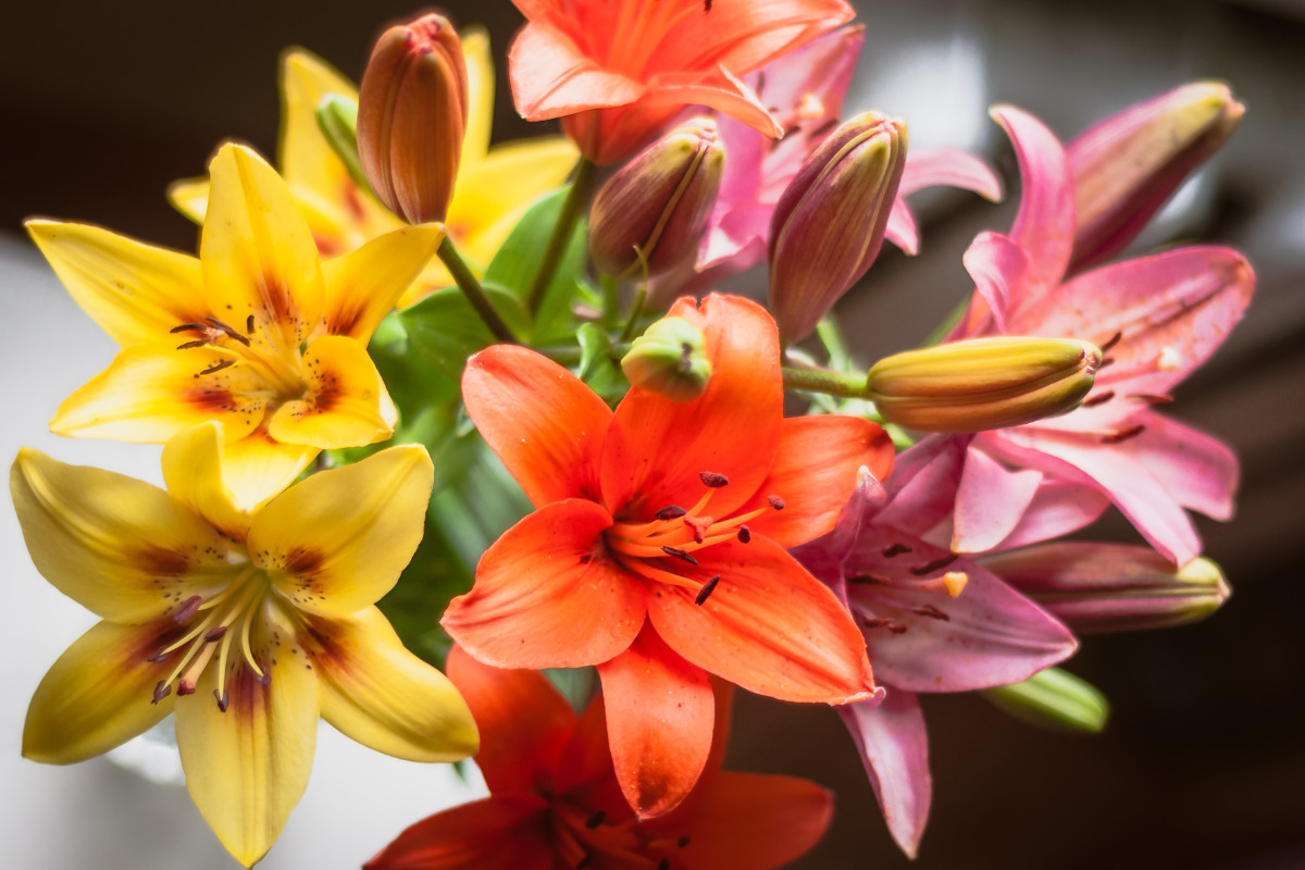 Lírios como uma flor perfeita para o dia das mulheres