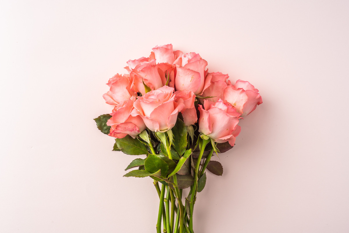 Rosas como um presente para o dia da mulher