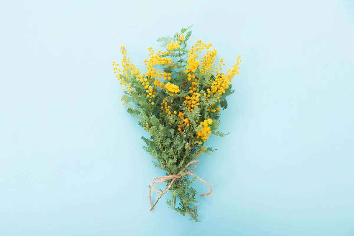 Flor Mimosa para o Dia da Mulher
