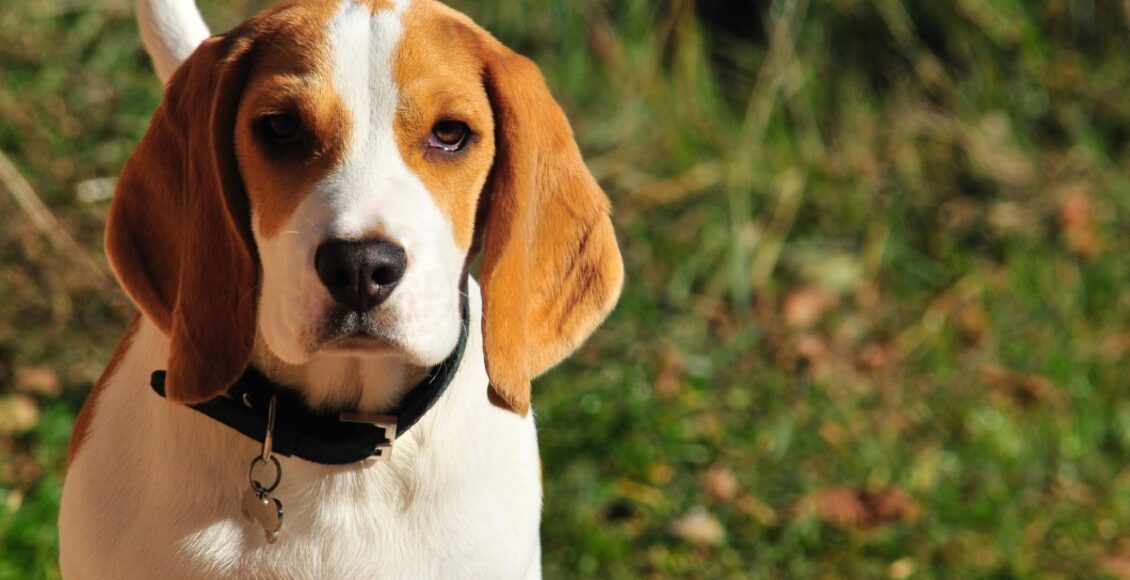 Governo Lula proíbe uso de animais para testes de perfumes e cosméticos