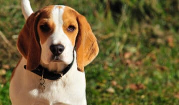 Governo Lula proíbe uso de animais para testes de perfumes e cosméticos