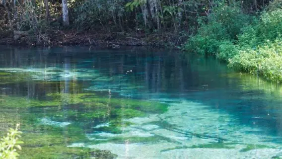 Sucuri em Bonito 2023: cobra gigante passeia pela cidade e choca web