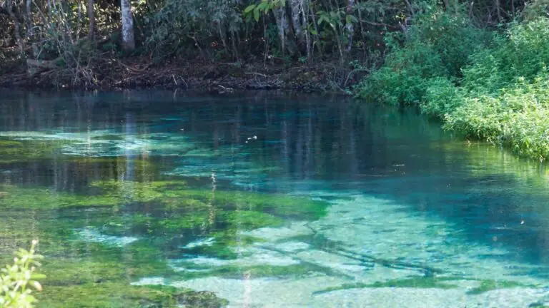 Sucuri em Bonito 2023: cobra gigante passeia pela cidade e choca web