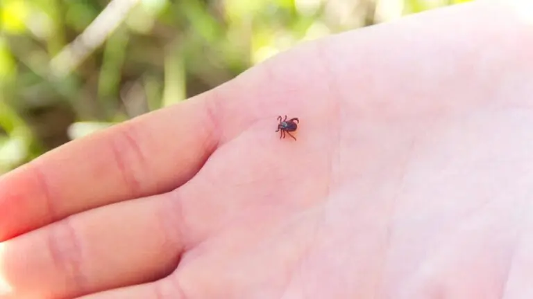 Febre maculosa passa de pessoa para pessoa?