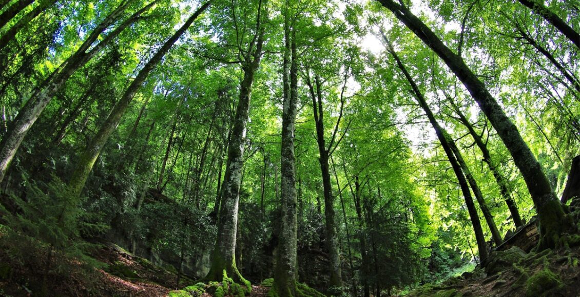 frases sobre o meio ambiente