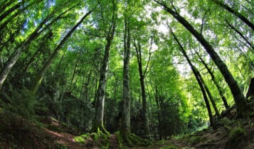 frases sobre o meio ambiente