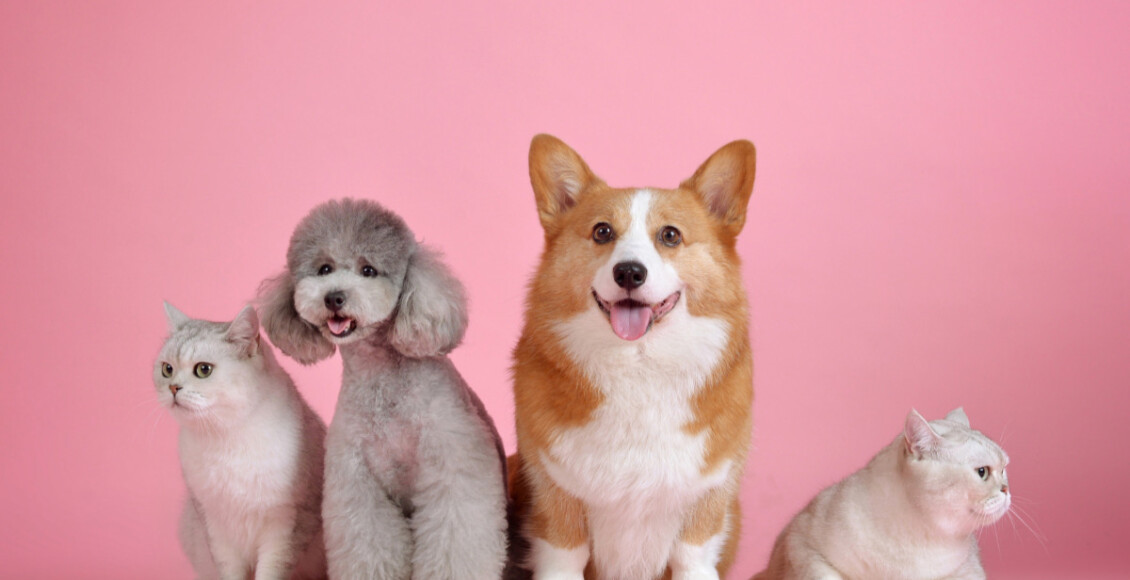 venda de animais