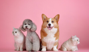 venda de animais