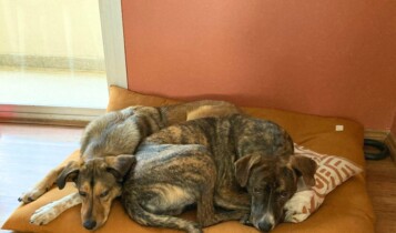 imagem mostra Cachorro com medo de fogos