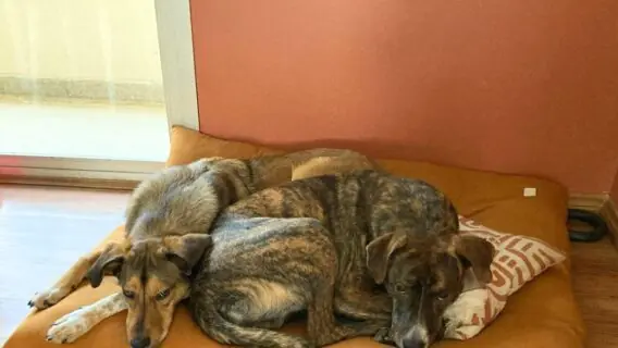 Cachorro com medo de fogos? Saiba o que fazer no Ano Novo