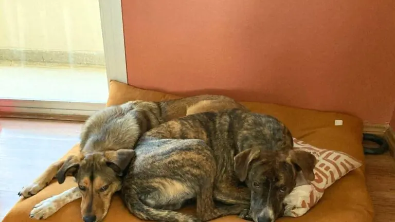 Cachorro com medo de fogos? Saiba o que fazer no Ano Novo