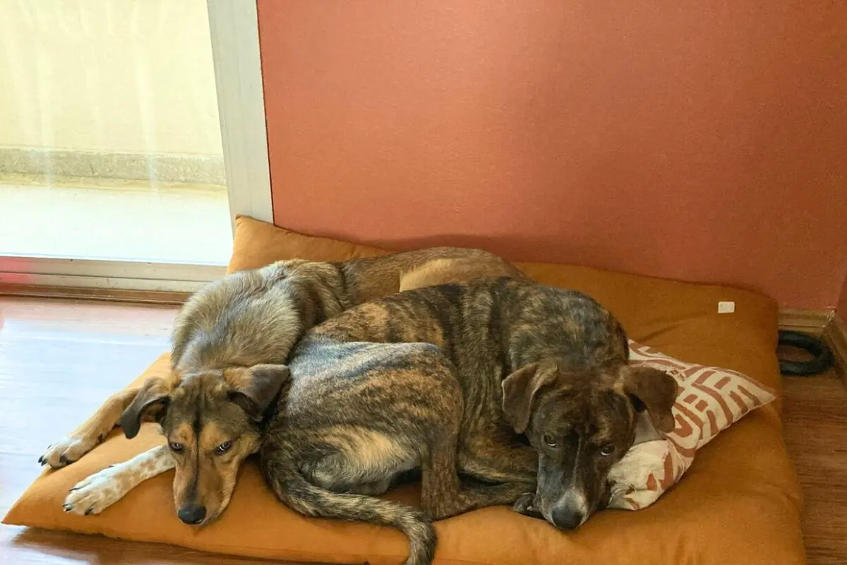 imagem mostra Cachorro com medo de fogos