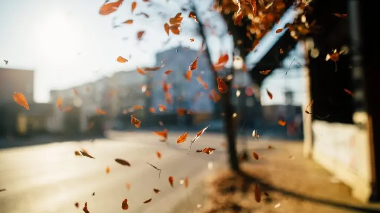 Bem-vindo outono: frases para a chegada da nova estação