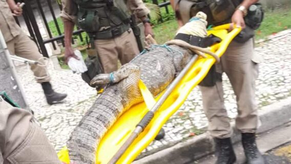 Fotos: Jacaré aparece em condomínio do Rio de Janeiro