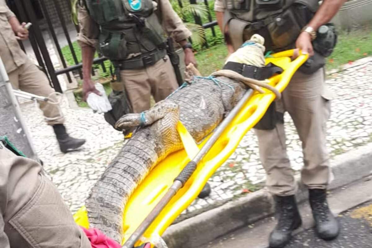Jacaré aparece em condomínio do Rio de Janeiro
