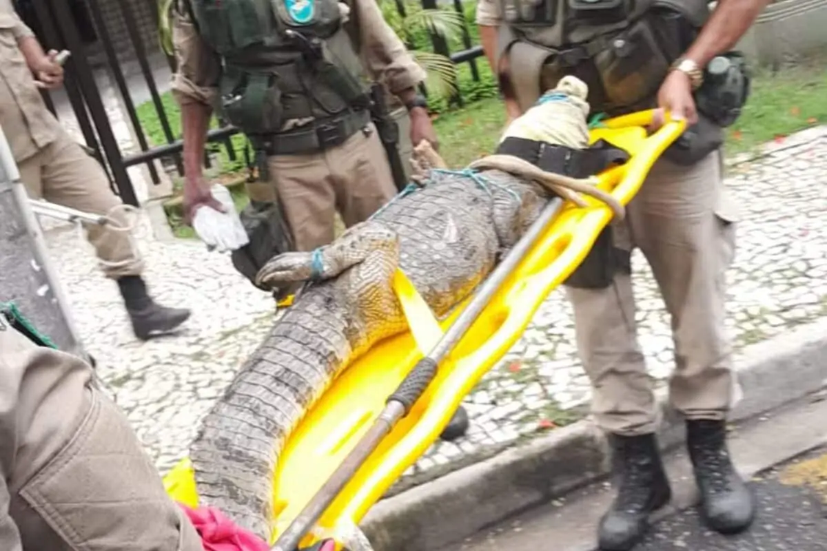 Jacaré aparece em condomínio do Rio de Janeiro
