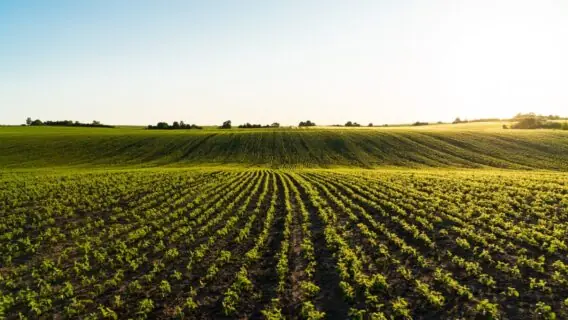 Safra de 2025: projeções e oportunidades no agronegócio Brasileiro