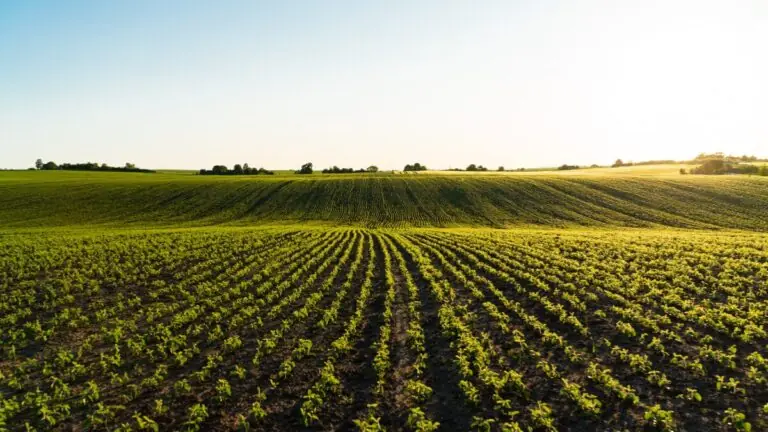 Safra de 2025: projeções e oportunidades no agronegócio Brasileiro