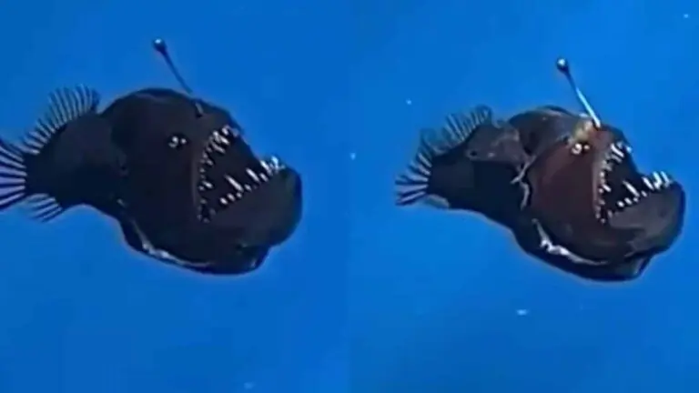 Raro: onde o Peixe Diabo Negro foi visto?