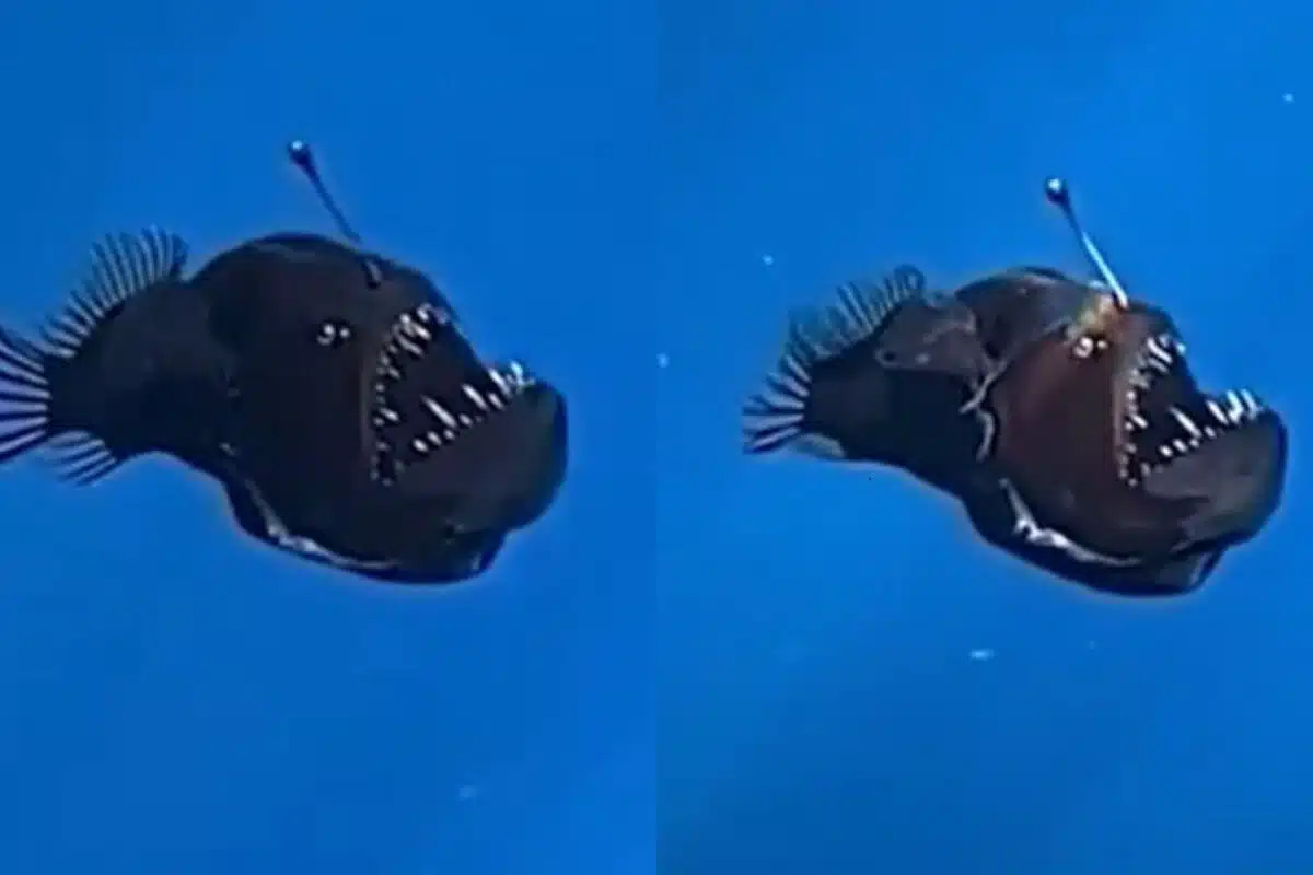 Onde o Peixe Diabo Negro foi visto