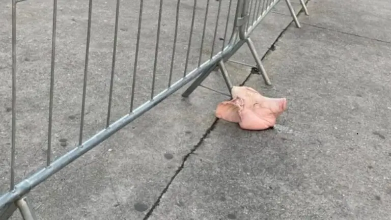 Palmeiras e Corinthians: cabeça de porco é colocada no Allianz