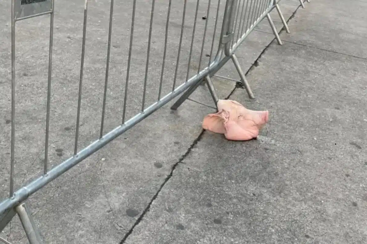 Corinthians, cabeça de porco