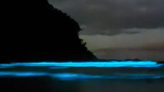 Fenômeno raro deixa mar de Ubatuba iluminado