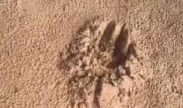 pegada de Onça Pintada ataca caseiro no Pantanal