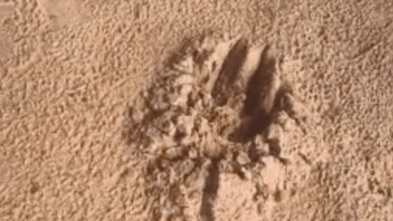 Onça Pintada ataca caseiro no Pantanal; corpo é encontrado