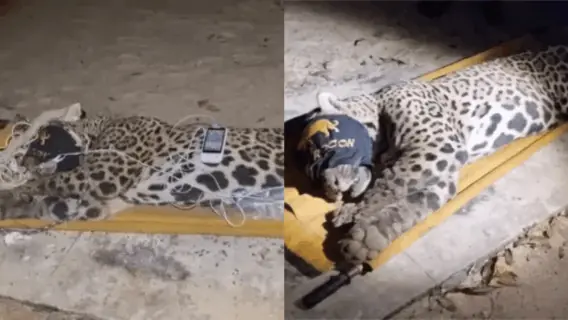 Onça pintada que devorou caseiro é capturada no Pantanal