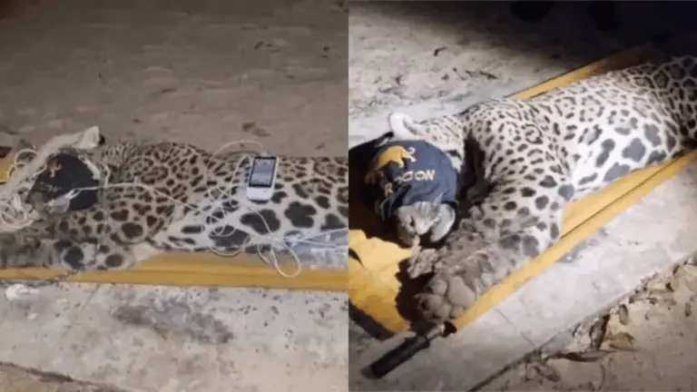 Onça pintada que devorou caseiro é capturada no Pantanal