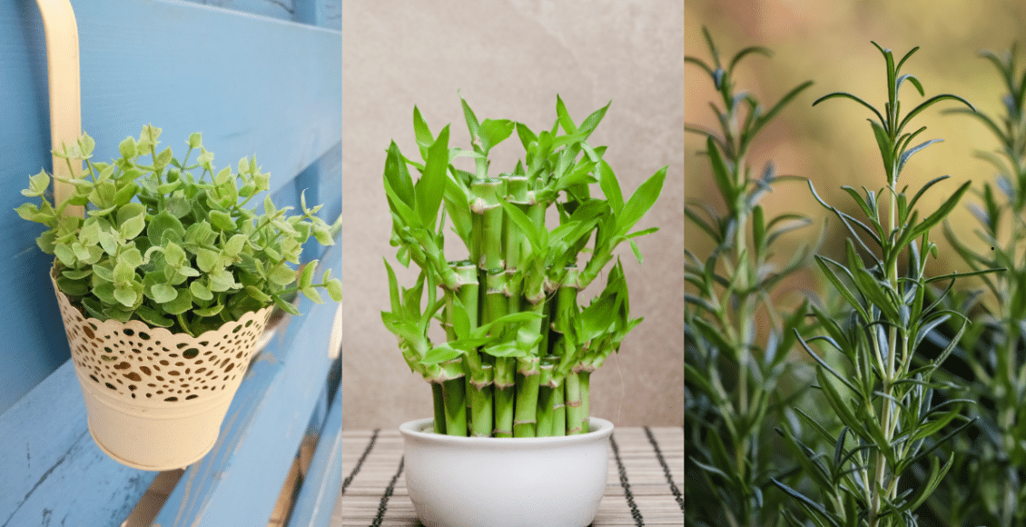 Planta de bambu da sorte em uma mesa de madeira perto da janela – símbolo de prosperidade