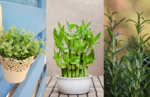 Planta de bambu da sorte em uma mesa de madeira perto da janela – símbolo de prosperidade