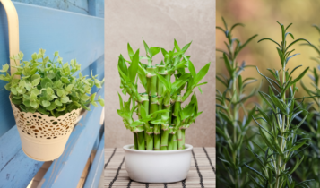 Planta de bambu da sorte em uma mesa de madeira perto da janela – símbolo de prosperidade