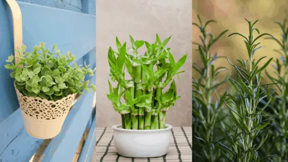 7 plantas que trazem prosperidade e sorte para sua casa