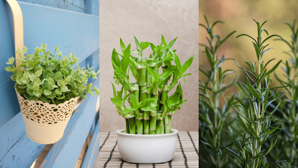 7 plantas que trazem prosperidade e sorte para sua casa Planta de bambu da sorte em uma mesa de madeira perto da janela – símbolo de prosperidade