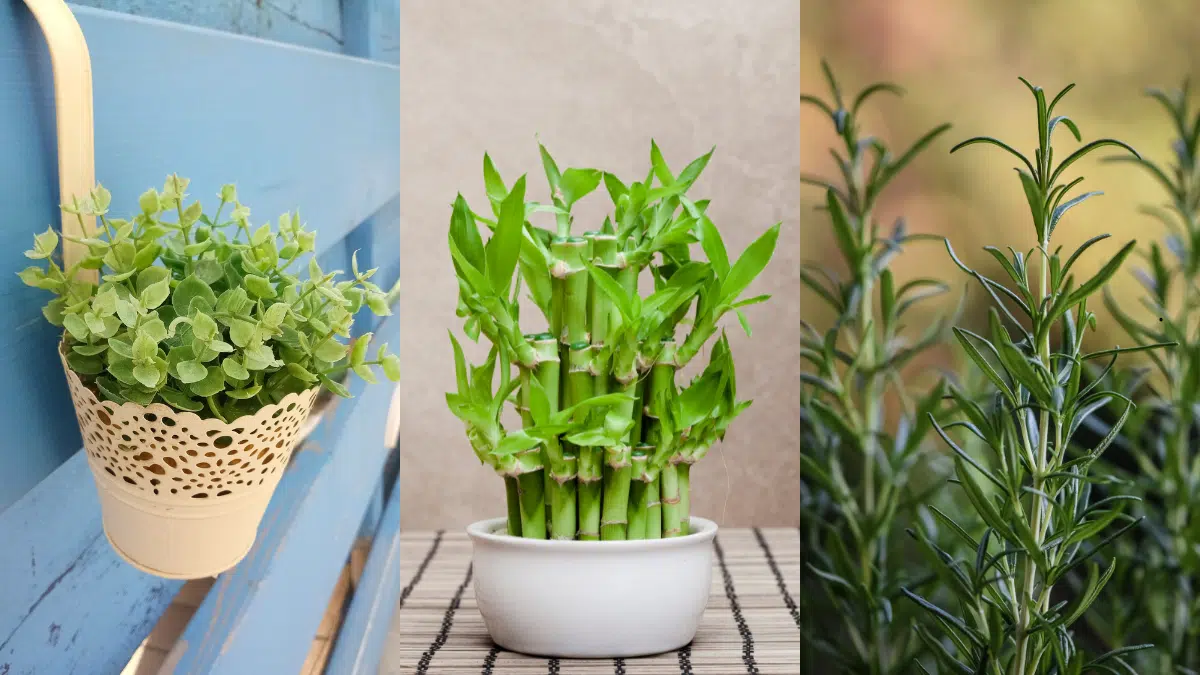 Planta de bambu da sorte em uma mesa de madeira perto da janela – símbolo de prosperidade