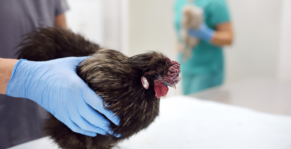 Gripe aviária pega em humanos