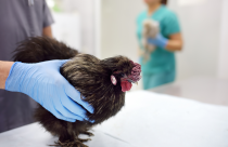 Gripe aviária pega em humanos